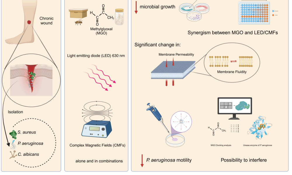 graphical abstract final 24 marzo 2025